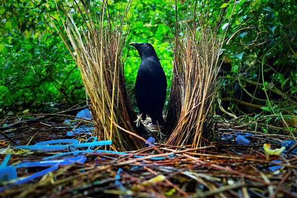 Photo by By JJ Harrison 